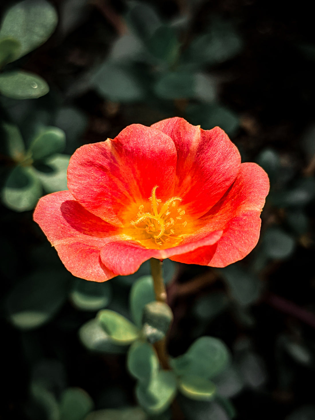 Noms de plantes avec photos : identifier chaque fleur facilement