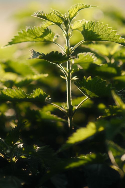 Plantes médicinales : bienfaits, usages et comment les cultiver