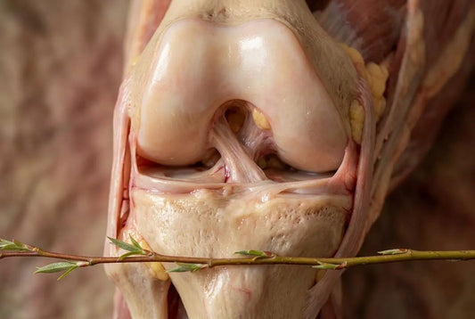 Médicament naturel pour les articulations et le cartilage : guide plante et remèdes