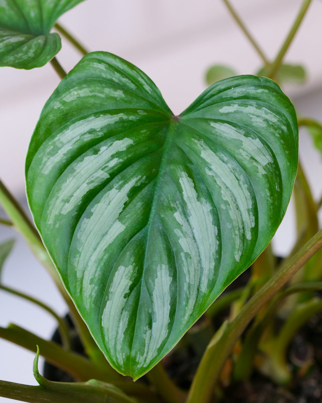 Remède naturel pour le cœur : plantes et aliments cardiaques